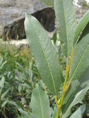 Salix pantosericea