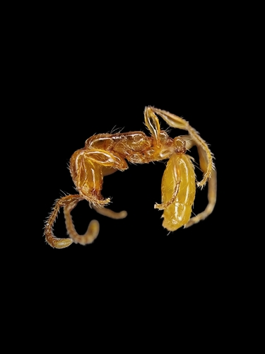 Aenictus rhodiensisAenictus rhodiensis