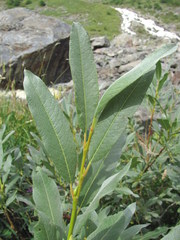 Salix pantosericea