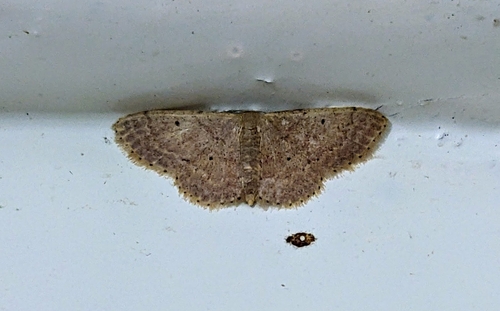 Scopula sybillaria