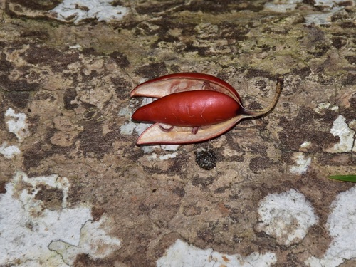Adenia macrophylla (Adenia macrophylla)