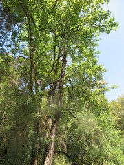 Plagianthus regius regius