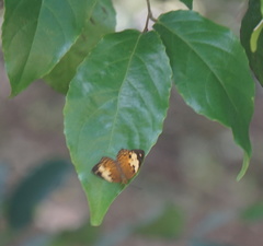 Cupha erymanthis lotis