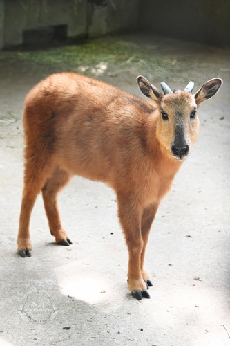 Red Goral (Naemorhedus baileyi) — Vulnerable Mammalia