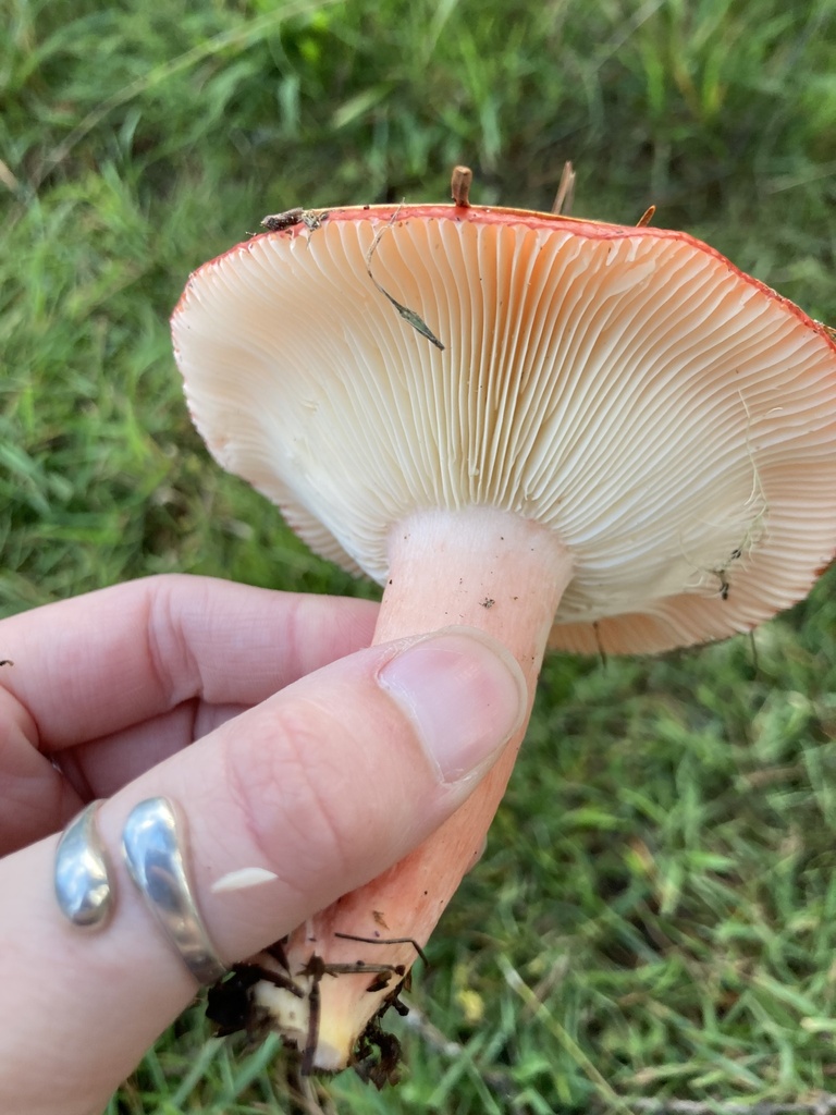 Russula rhodocephala · December 2025 · photo: © scheim (iNaturalist, cc-by-nc)