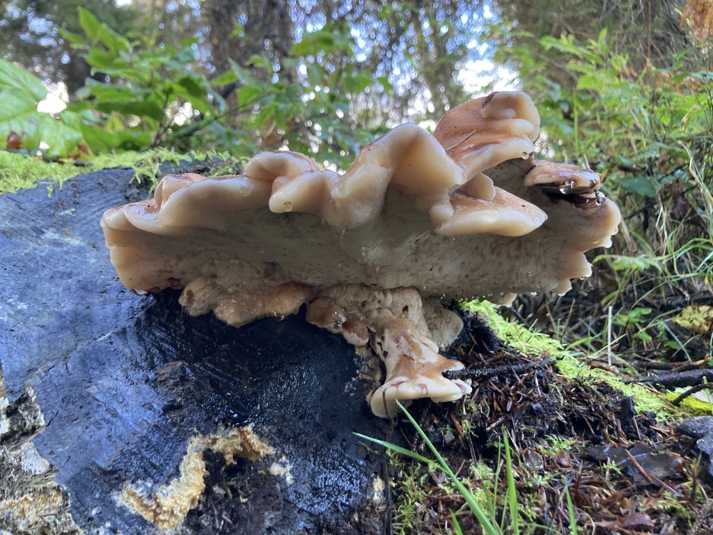 Amylocystis lapponica · December 2025 · photo: © scheim (iNaturalist, cc-by-nc)