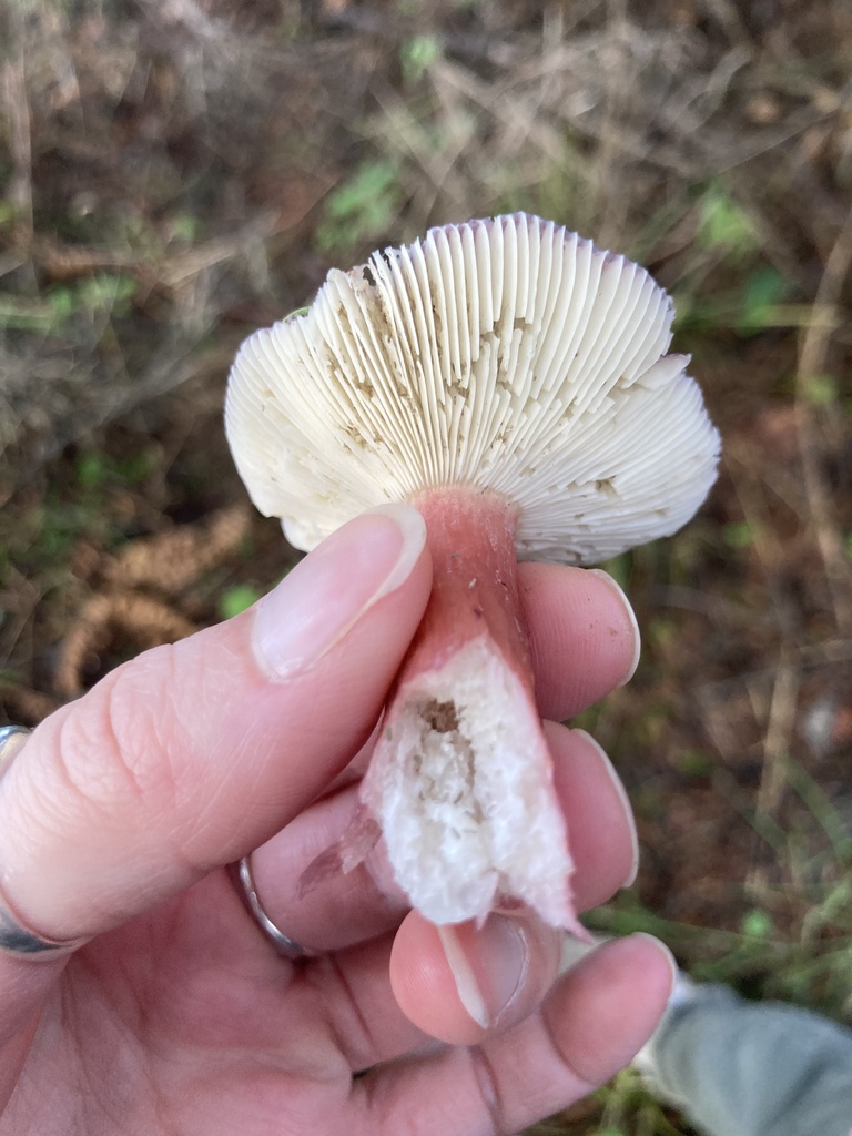 Russula queletii