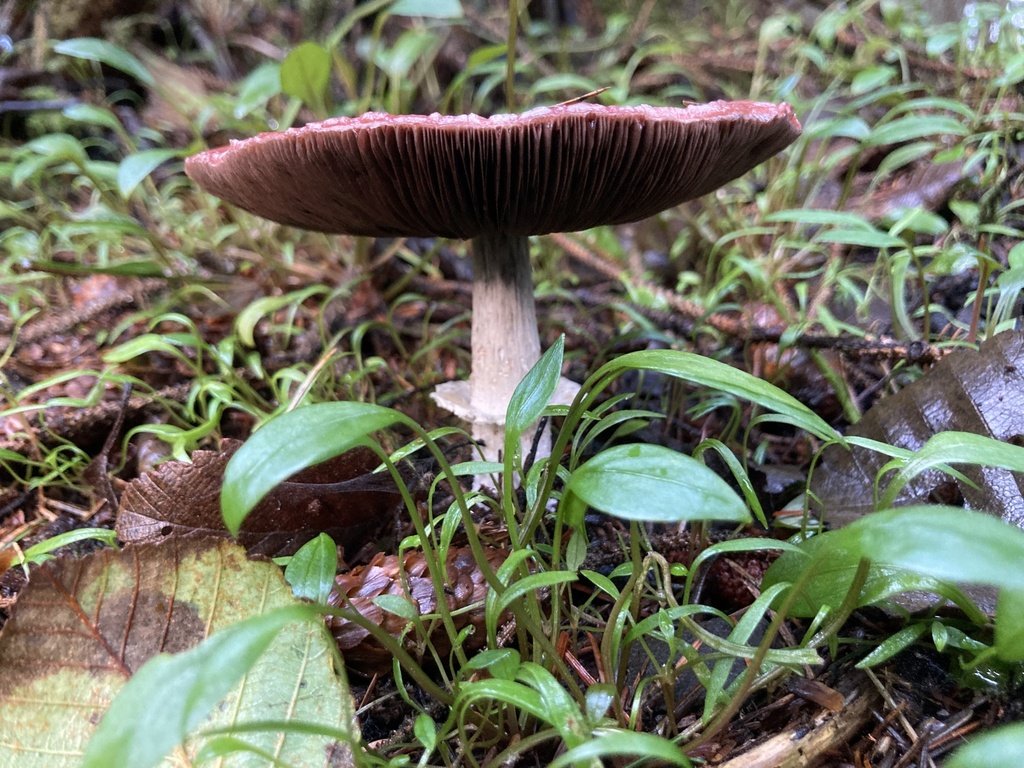 Agaricus subrutilescens · December 2025 · photo: © scheim (iNaturalist, cc-by-nc)