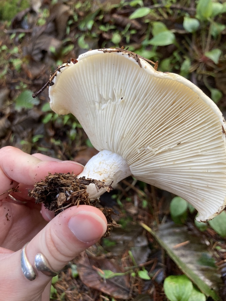 Russula brevipes