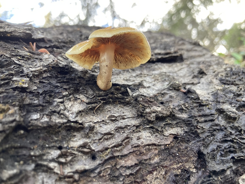 Hypholoma capnoides · December 2025 · photo: © scheim (iNaturalist, cc-by-nc)