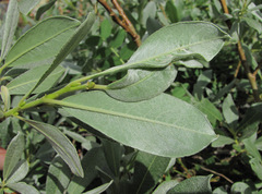 Salix pantosericea