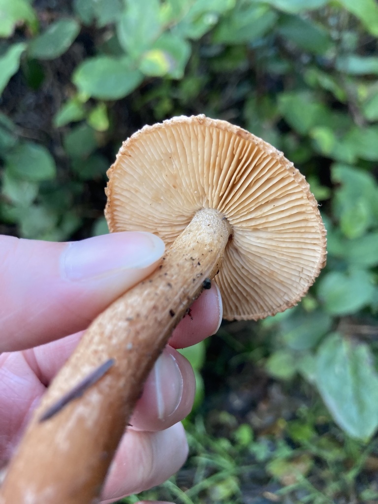 Tricholoma vaccinum · December 2025 · photo: © scheim (iNaturalist, cc-by-nc)