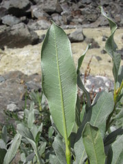 Salix pantosericea