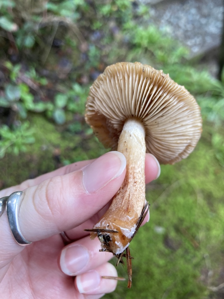 Tricholoma vaccinum · December 2025 · photo: © scheim (iNaturalist, cc-by-nc)