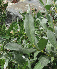 Salix pantosericea