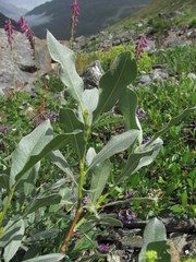 Salix pantosericea