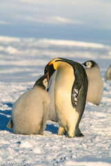 Aptenodytes forsteri