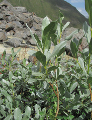 Salix pantosericea