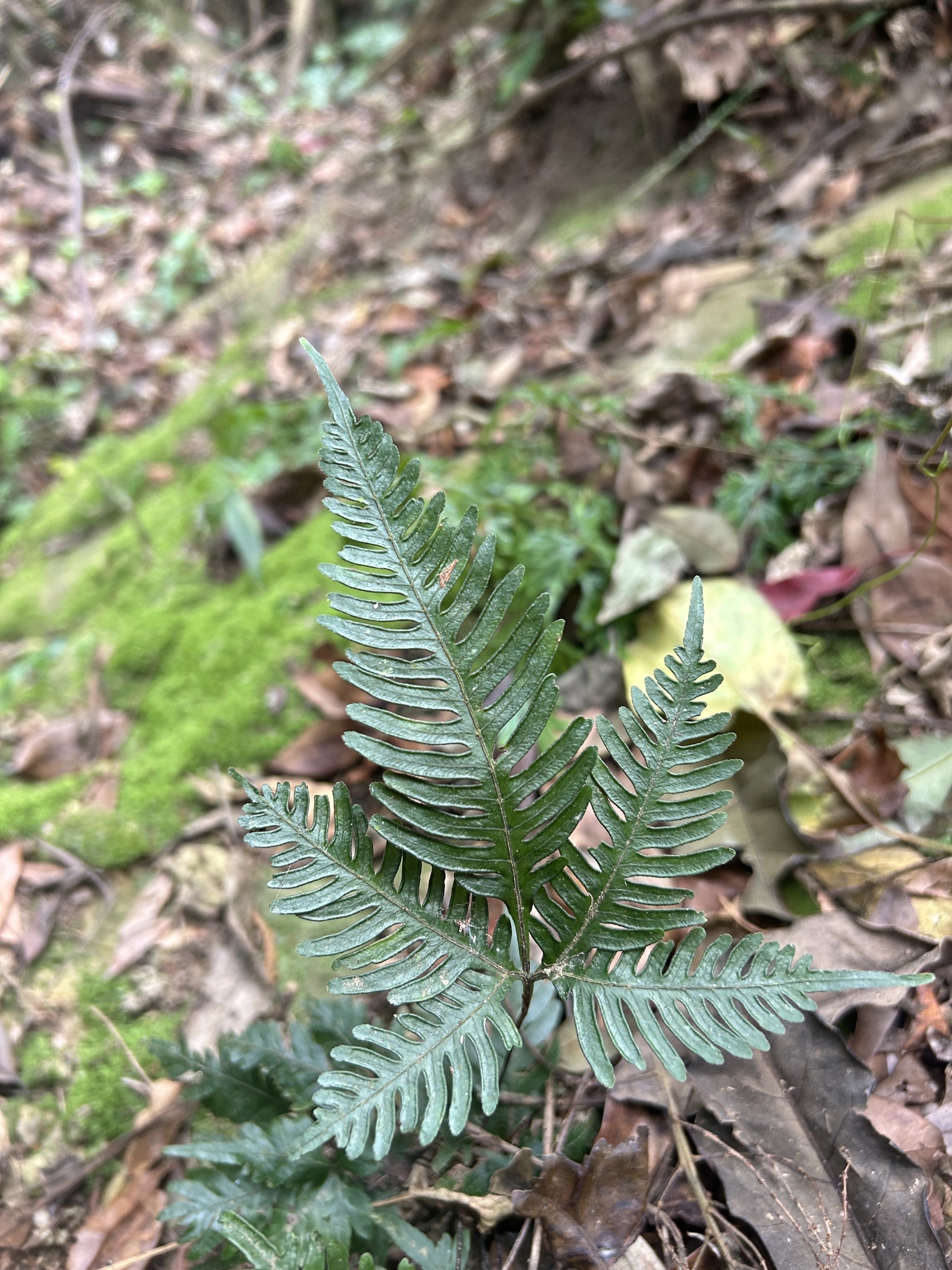 Pteris grevilleana