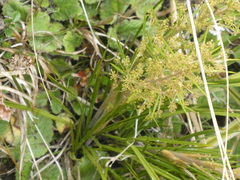 Aciphylla anomala