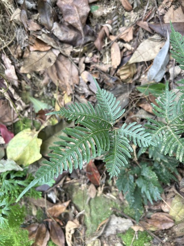 Pteris grevilleana, photograph 5