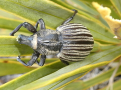 Lyperobius clarkei
