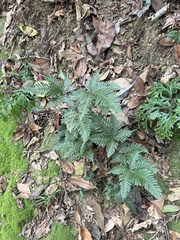 Pteris grevilleana, photograph (c) Bella Lin, some rights reserved (CC BY)