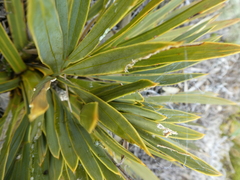 Aciphylla ferox