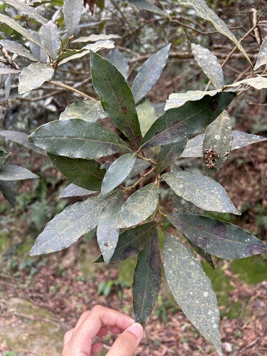 Litsea akoensis, photograph 5