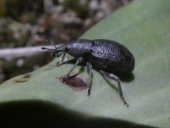 Catoptes funestus