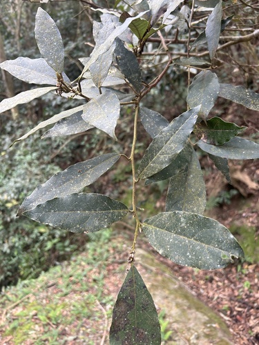 Litsea akoensis, photograph 6