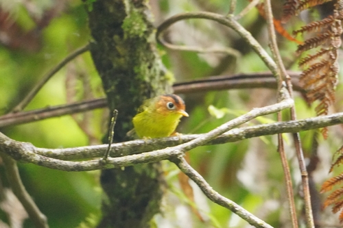 Yellow-breasted Warbler (Phylloscopus montis), photo 3