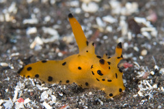 Thecacera