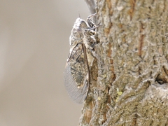 Physeema labyrinthica