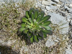 Pachycladon latisiliquum