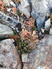 Epilobium margaretiae