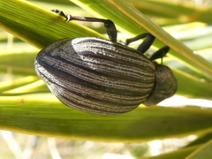 Lyperobius clarkei