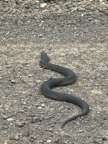Lowlands Copperhead sighting