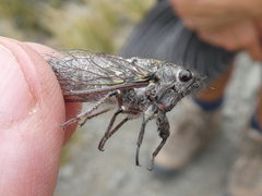 Maoricicada cassiope