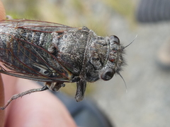 Maoricicada cassiope