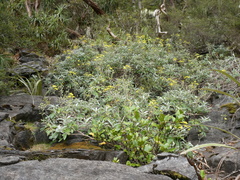 Brachyglottis laxifolia