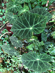 Begonia longibarbata
