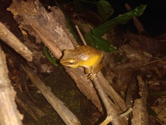 Boana multifasciata