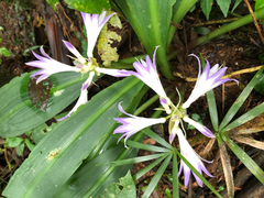 Griffinia intermedia