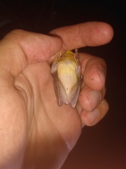 Boana multifasciata