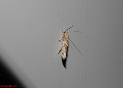 Mompha stellella