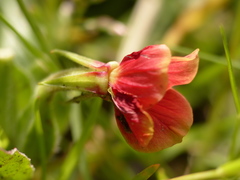 Oenothera epilobiifolia