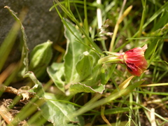 Oenothera epilobiifolia