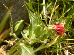 Oenothera epilobiifolia