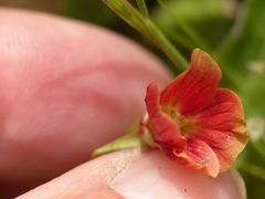 Oenothera epilobiifolia